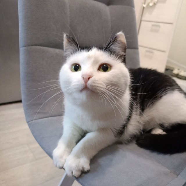 Всех причастных с котовторником!