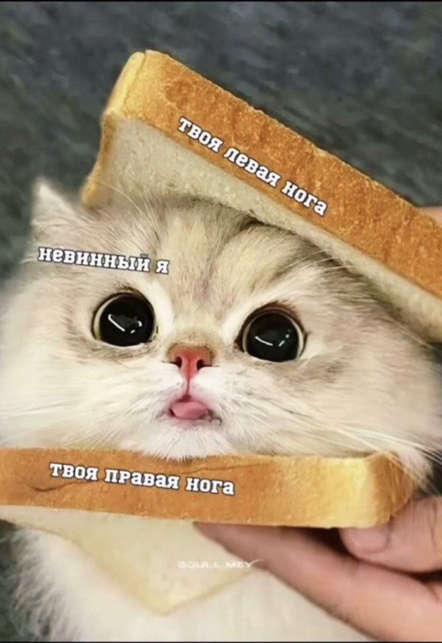 Мемчики
