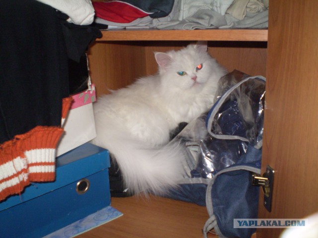 Котовторник 22.10.2013