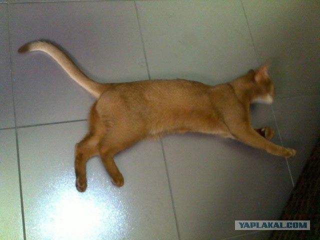 Котовторник 27.5.2014
