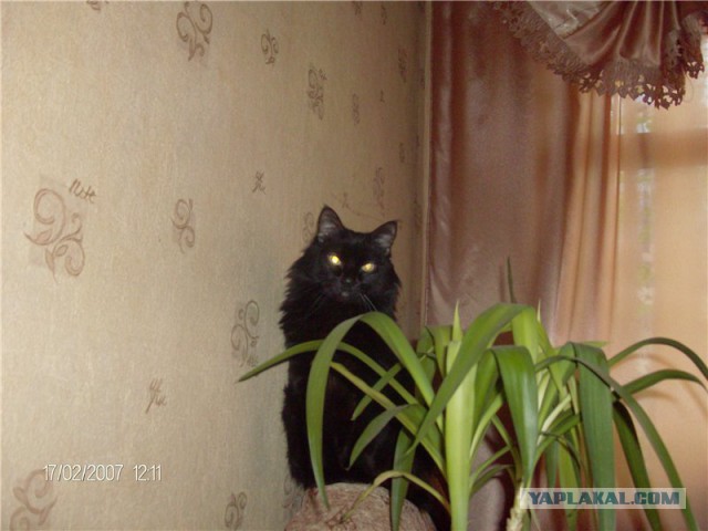 Котовторник 17.06.2014