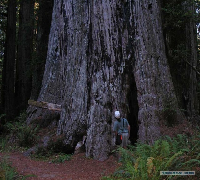 Могучие, многолетние деревья.