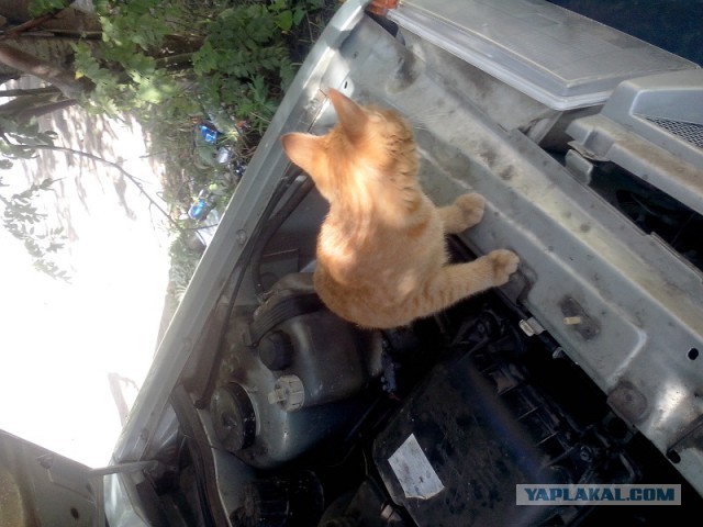 Коты, которые всегда рады помочь своему хозяину
