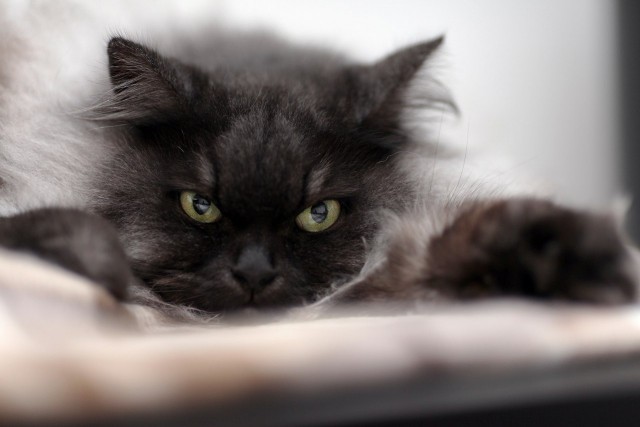 Котовторник 30.09.2014