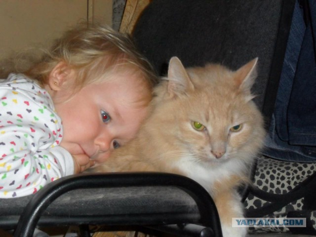 20 самых известных котов в интернете.