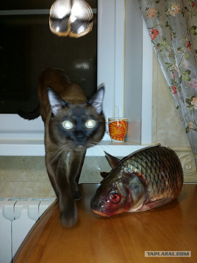 Котовторник 23.12.2014