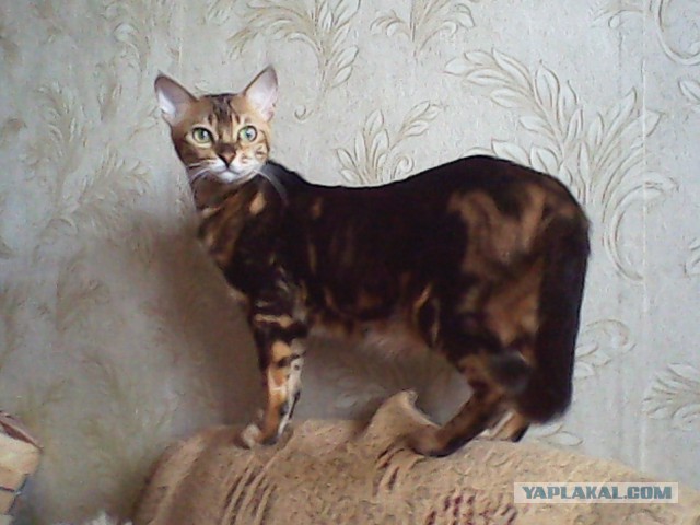Котовторник 27.01.2015