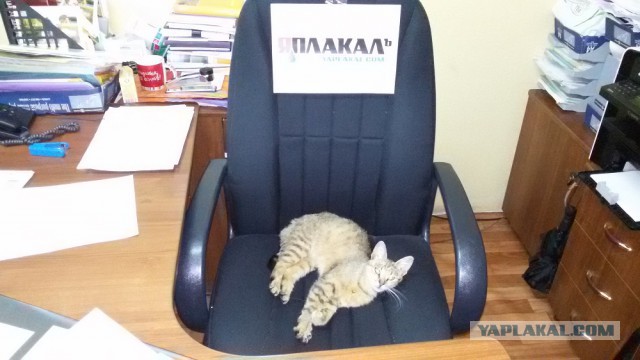 Котовторник 14.07.2015