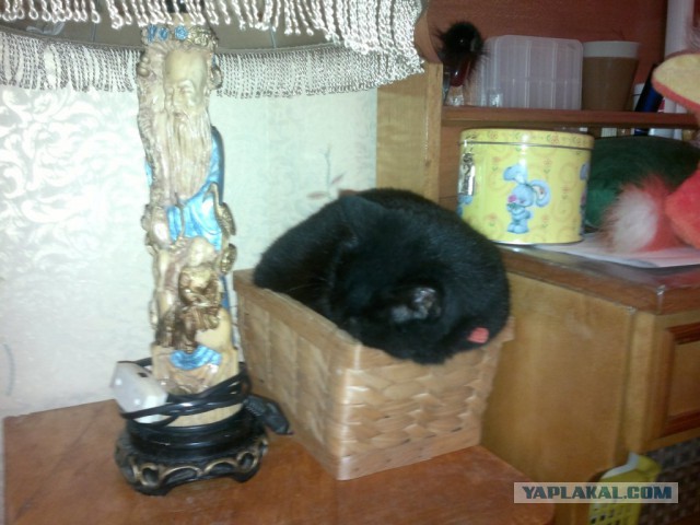 Аквариум для кота