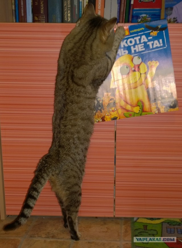 Котолендарь на 2016 год
