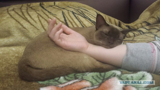 Котовторник 26.01.2016