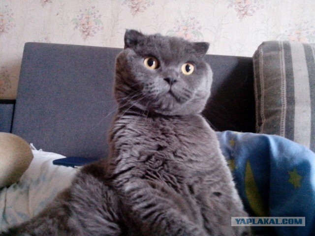 Котовторник 22.03.2016
