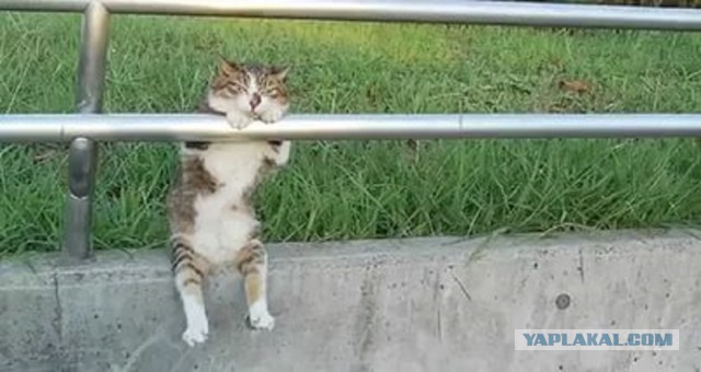 Котовторник 12.04