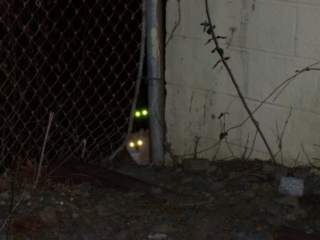 Котовторник 20.09.2016