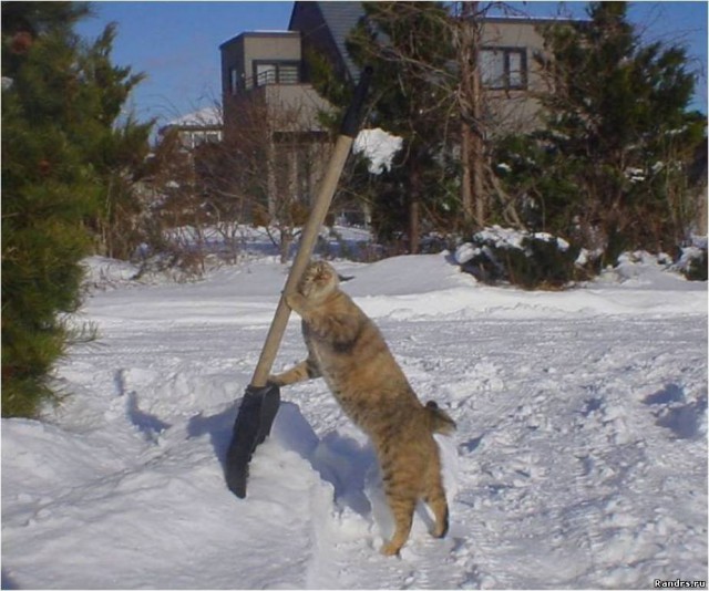 Коты из сети