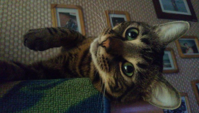 Две морды - к котовторнику :)