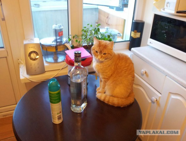 Жизнь рыжего кота, собаки