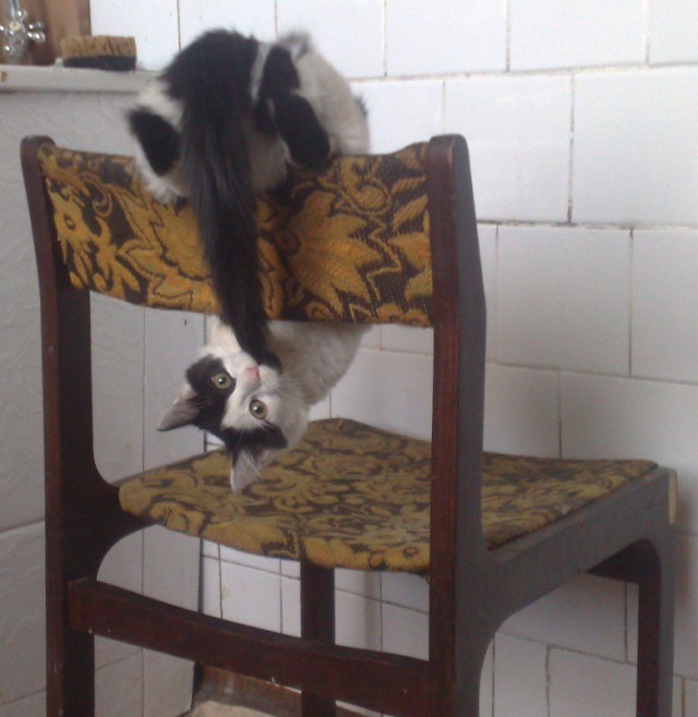 Коты и Кошки