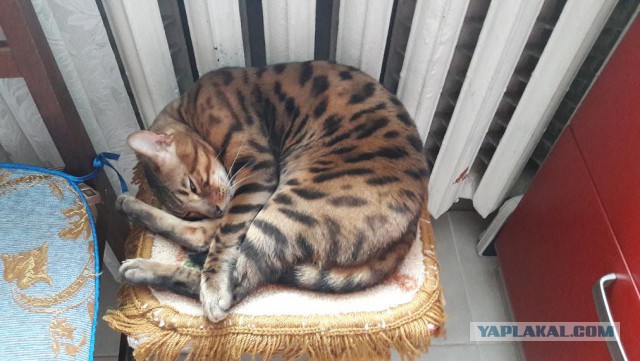 Котовторник 11/04/2017