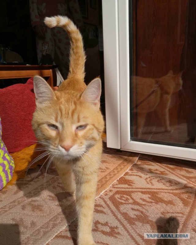 Котовторник 11/04/2017