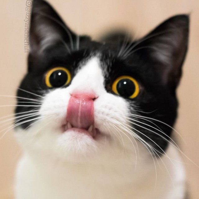 Коты и Кошки