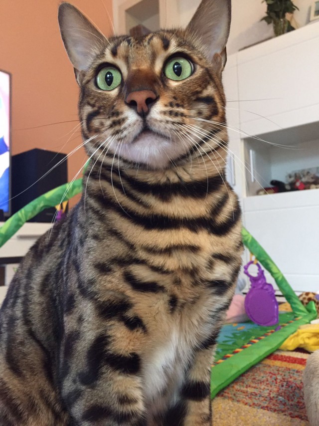 Котовторник 2.05.2017