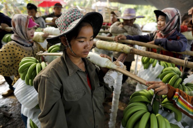 Китайский банановый бум – благословение и проклятие для Лаоса