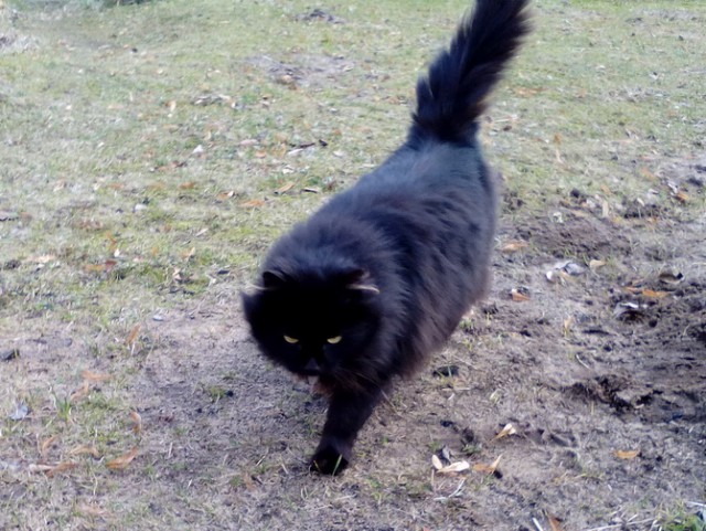 Котовторник 11.07.2017