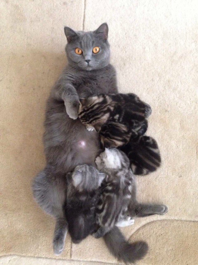 Коты и Кошки