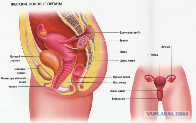 Марихуану, героин, мобильный телефон, флешку и 12 сим-карт извлекли полицейские из лона пермячки