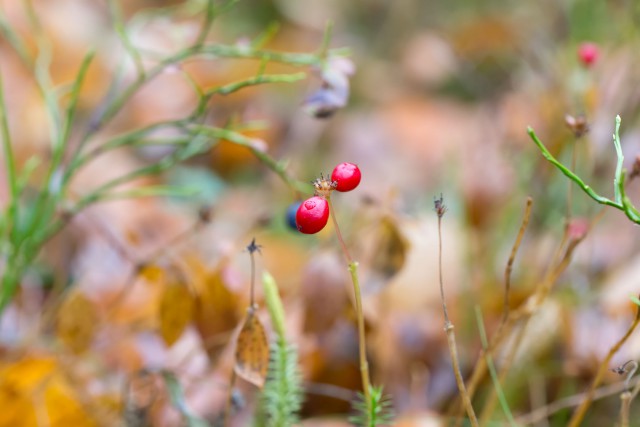 Просто Природа