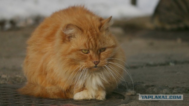 Мой спящий рыжий кот