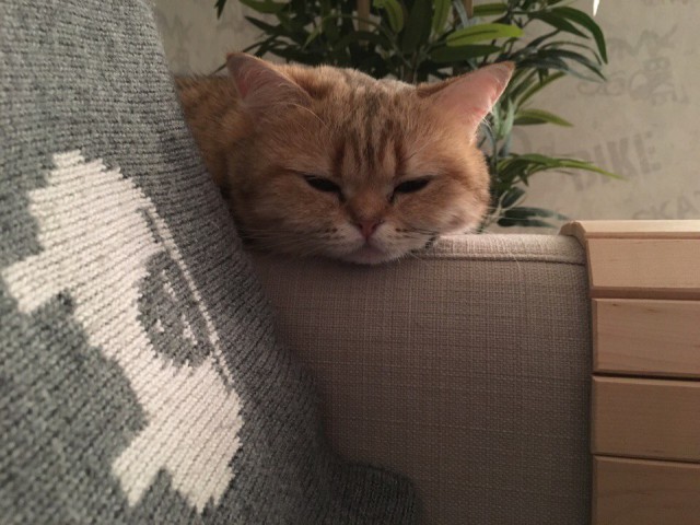 Фотобомбы котов