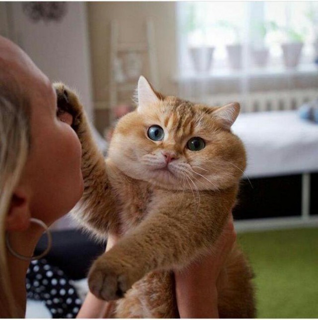 Прикольных котов пост