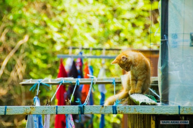 Котовторник: Кошки гаваны и другие!