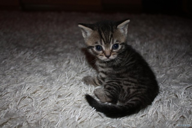 Котовторник (02.06.2009)