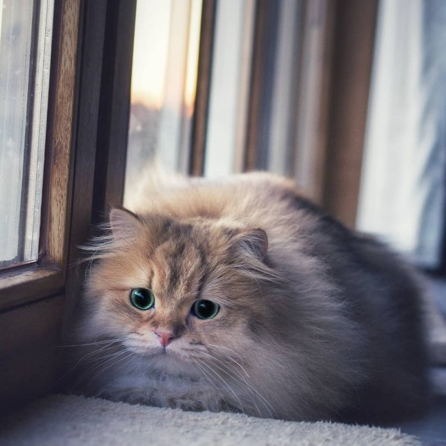 Прикольных котов пост