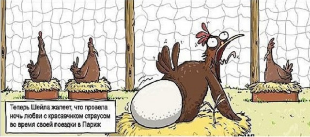 Птица киви и очень большие яйца