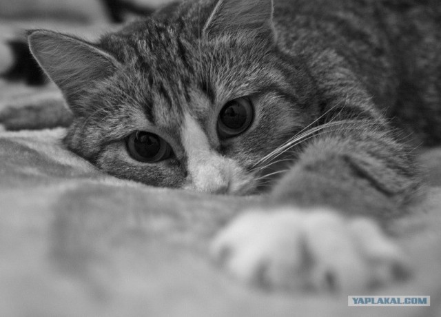 Начинаем котовторник!