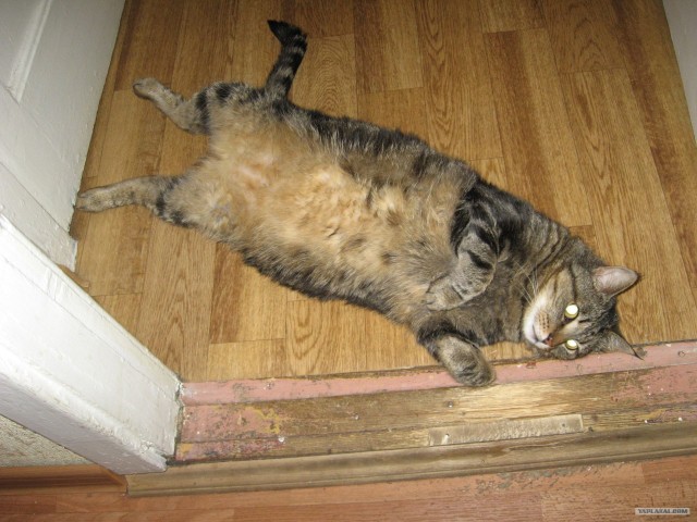 Котовторник!