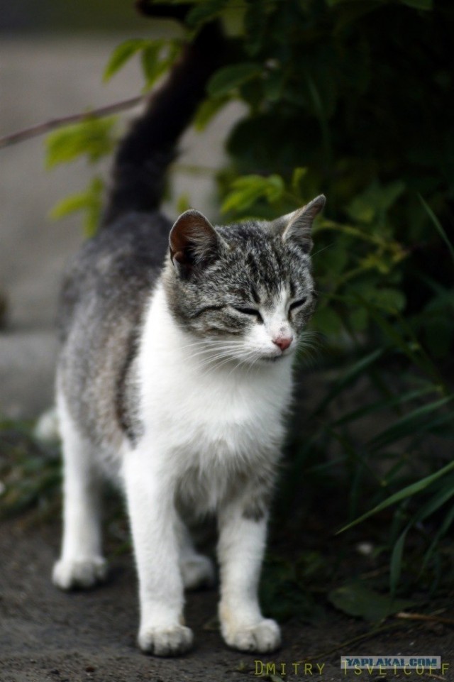 Котовторник 24.04.2012