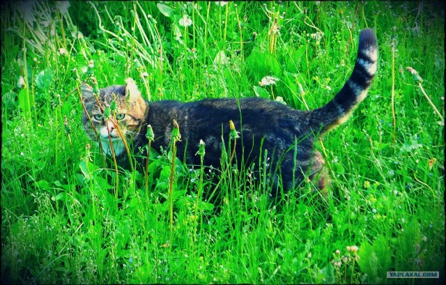 Котовторник 29.05.2012