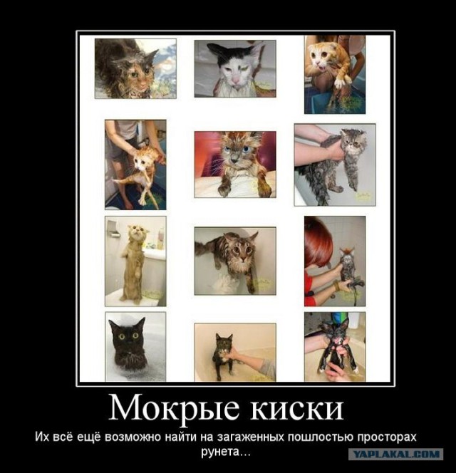 Спасение "мокрой киски"