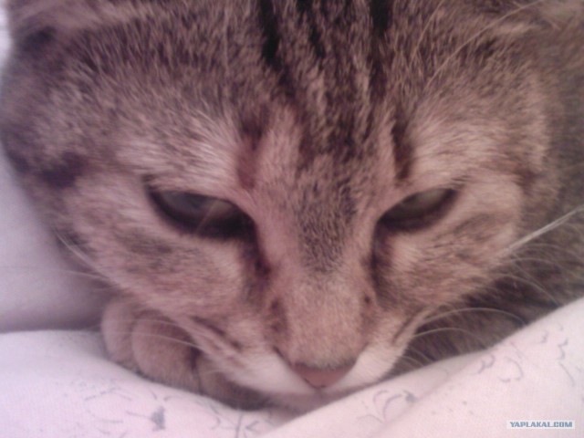 Котовторник  14.08.2012.