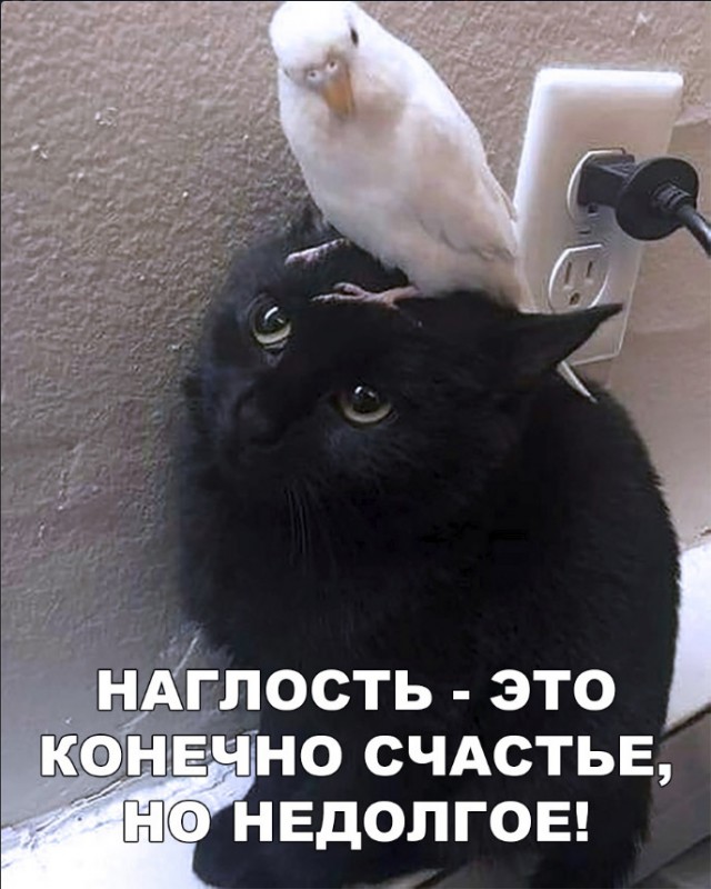 Забавные фото котеек