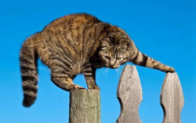 18 котов, которые плевать хотели на законы физики