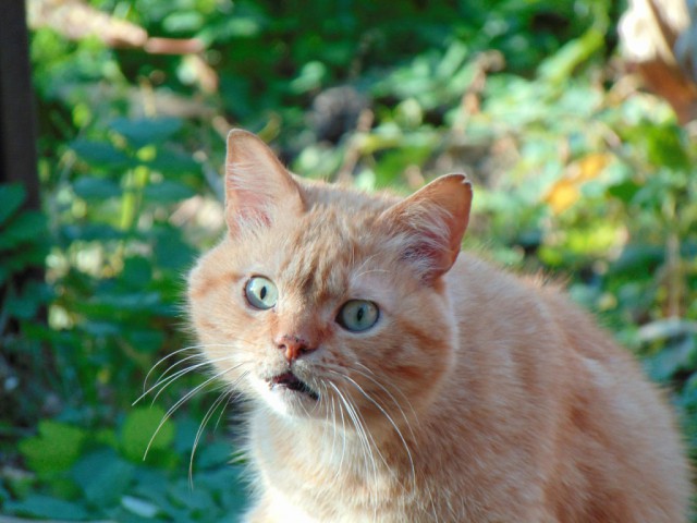 Котовторник! начнем? 04.06.19
