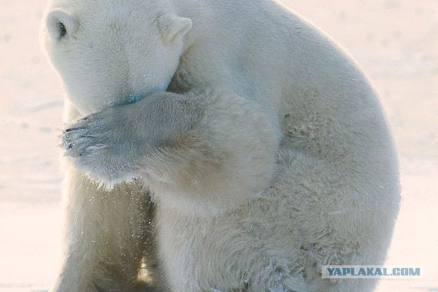 В эту пятницу в Московском зоопарке белый медведь проник в вольер в тот момент, когда сотрудники проводили там уборку.