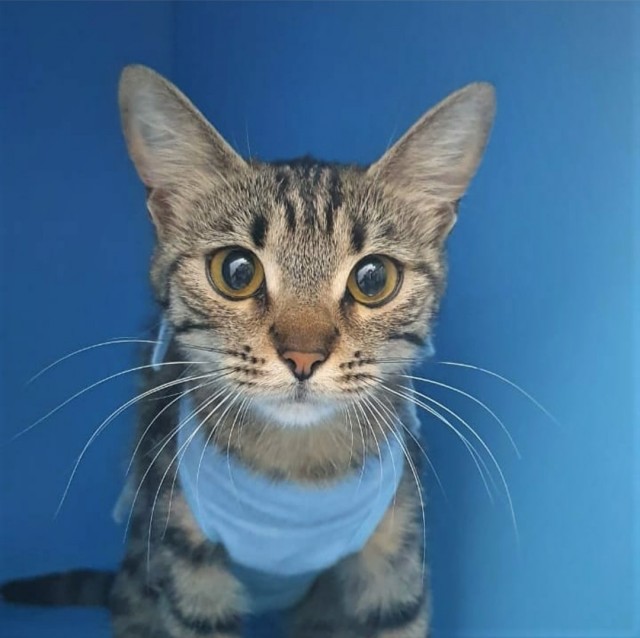 Забавные фото котеек