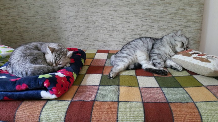 Кошки отдыхают